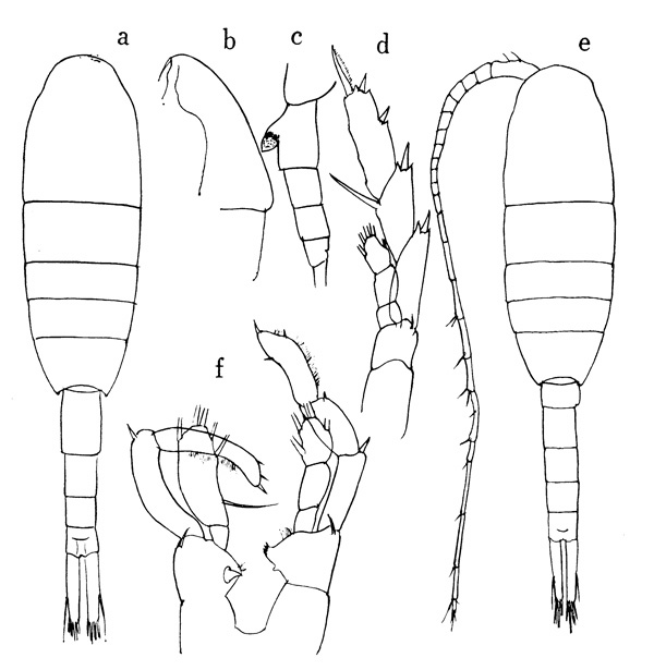 Species Lucicutia magna - Plate 1 of morphological figures