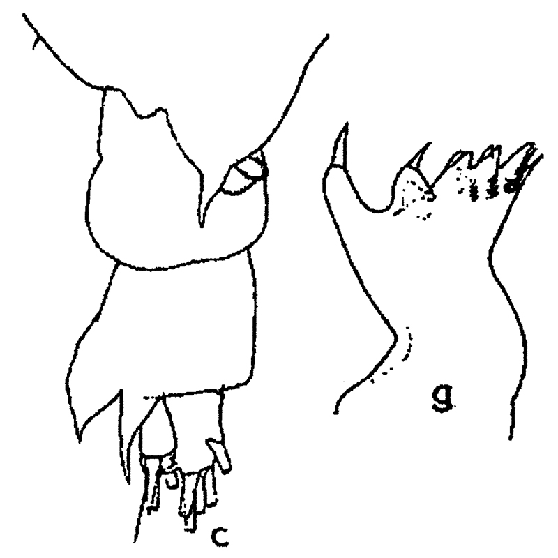Espce Labidocera muranoi - Planche 4 de figures morphologiques