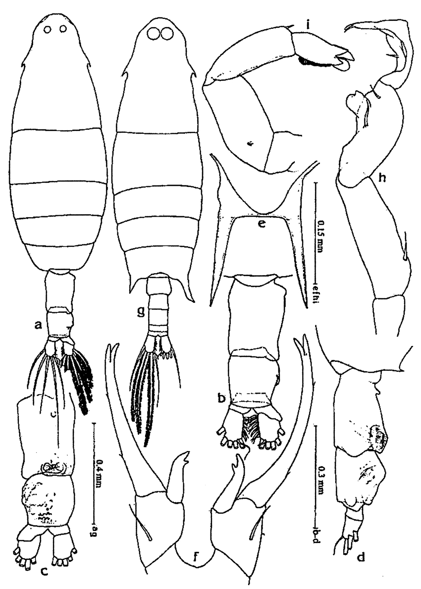 Species Labidocera minuta - Plate 10 of morphological figures