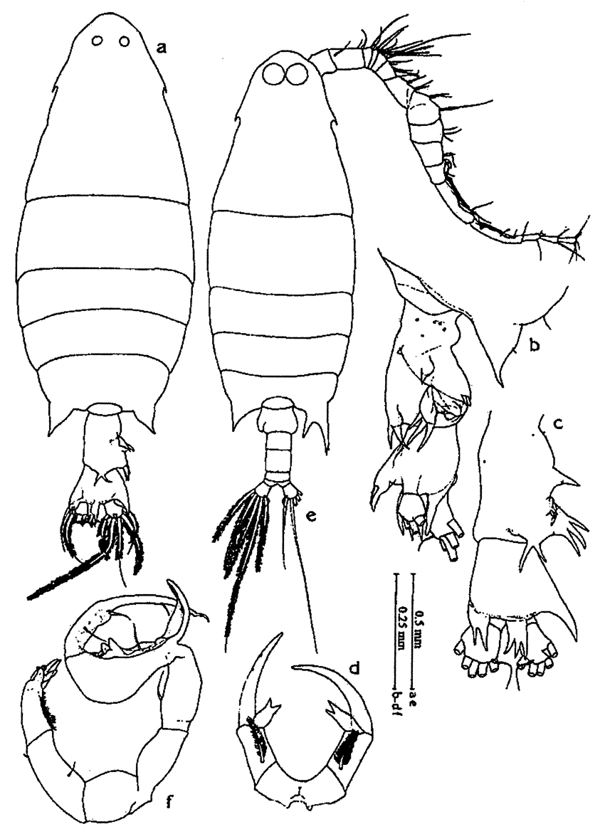 Espce Labidocera kryeri - Planche 17 de figures morphologiques