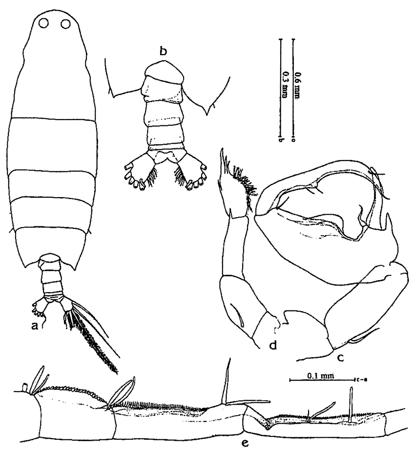 Species Labidocera bataviae - Plate 5 of morphological figures