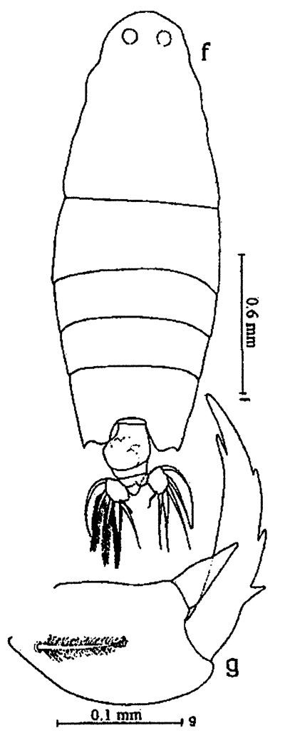 Espce Labidocera detruncata - Planche 14 de figures morphologiques