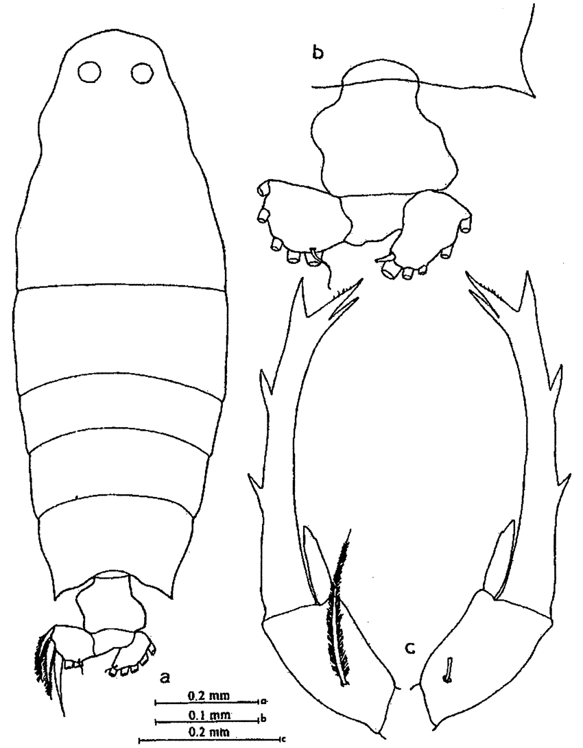 Species Labidocera bataviae - Plate 6 of morphological figures