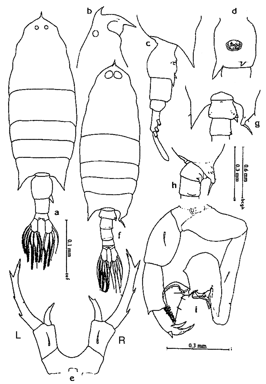 Espce Labidocera acuta - Planche 25 de figures morphologiques