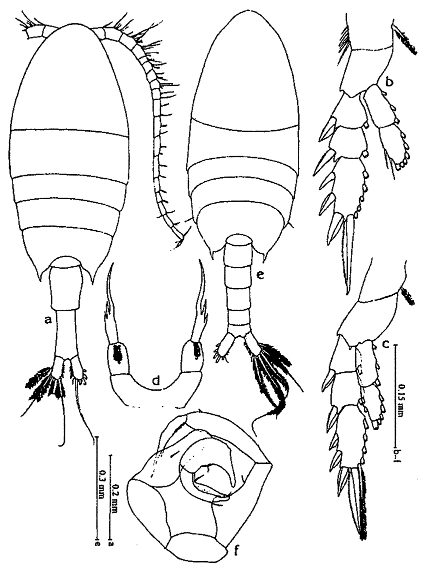 Espce Calanopia minor - Planche 6 de figures morphologiques