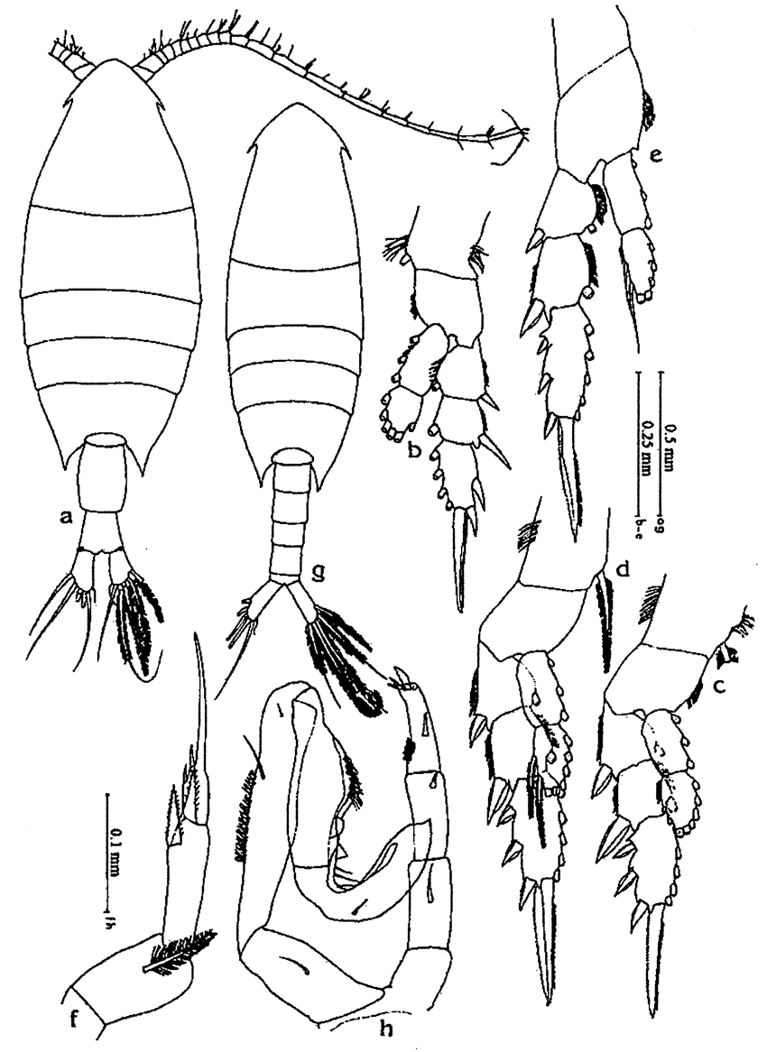 Espce Calanopia australica - Planche 6 de figures morphologiques