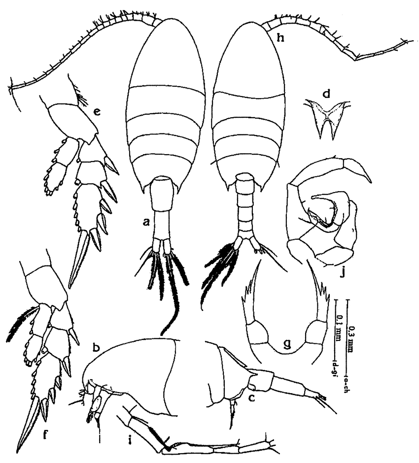 Espce Calanopia aurivilli - Planche 3 de figures morphologiques