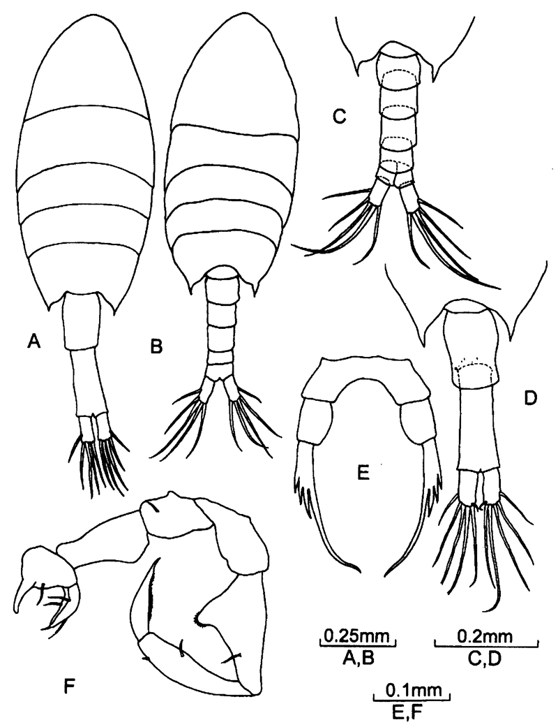 Species Calanopia aurivilli - Plate 4 of morphological figures
