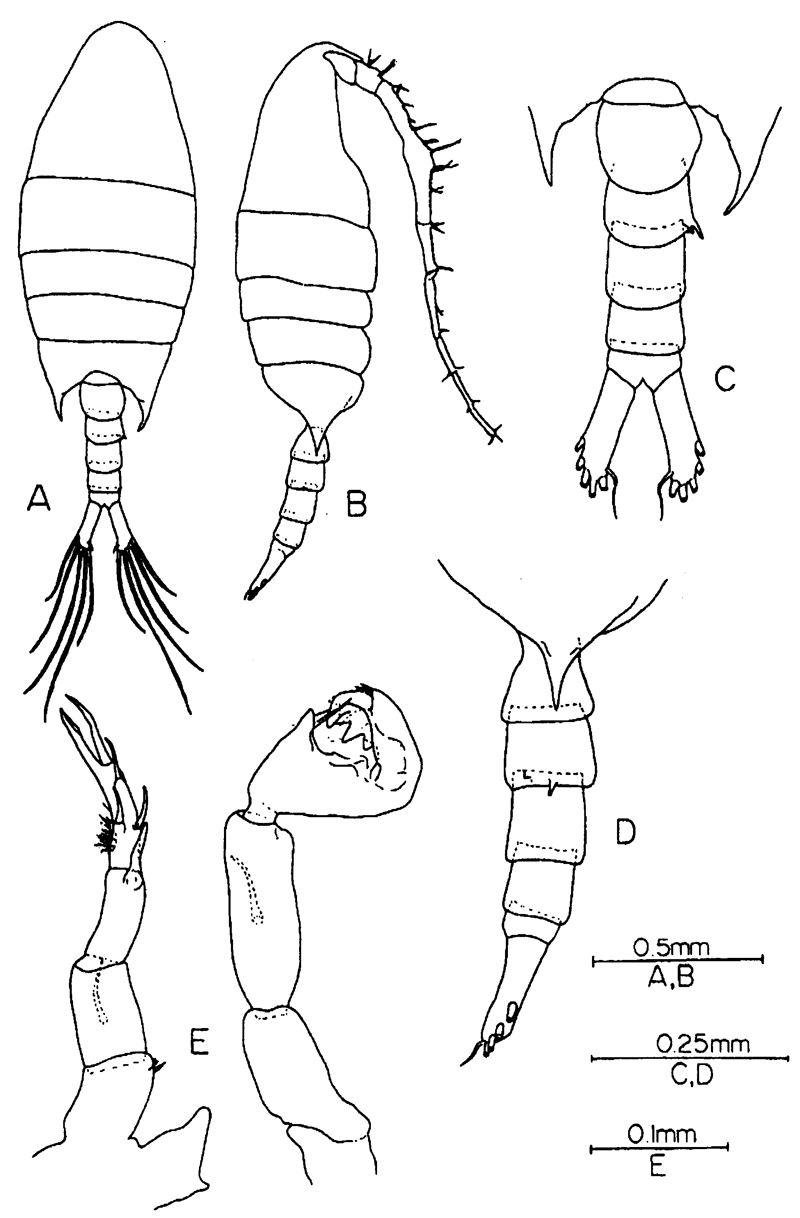 Espce Calanopia elliptica - Planche 12 de figures morphologiques