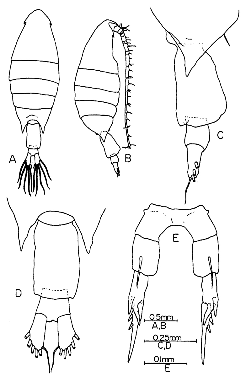 Espèce Calanopia thompsoni - Planche 7 de figures morphologiques