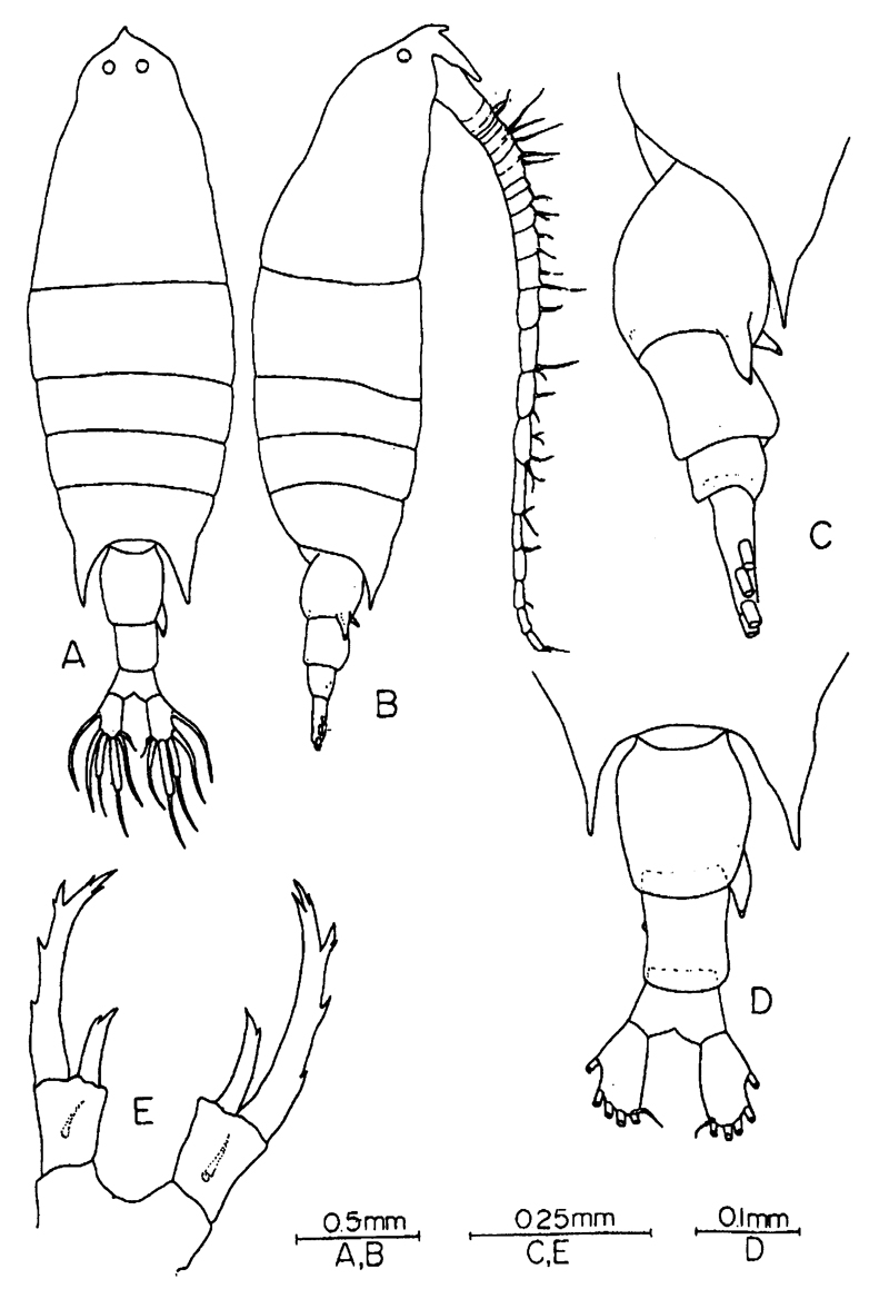 Espce Labidocera acuta - Planche 27 de figures morphologiques