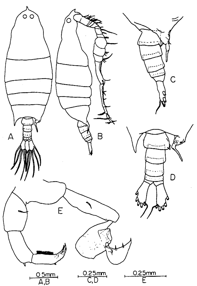 Species Labidocera acuta - Plate 28 of morphological figures