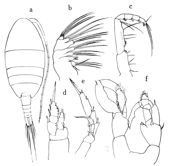 Espce Lucicutia curta - Planche 1 de figures morphologiques