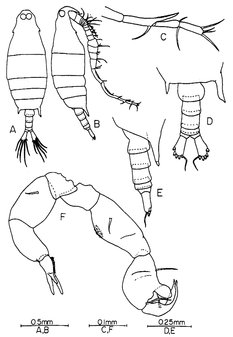 Species Labidocera bengalensis - Plate 6 of morphological figures