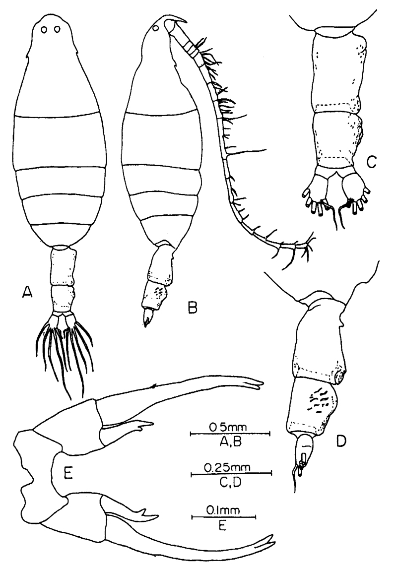 Espce Labidocera minuta - Planche 12 de figures morphologiques