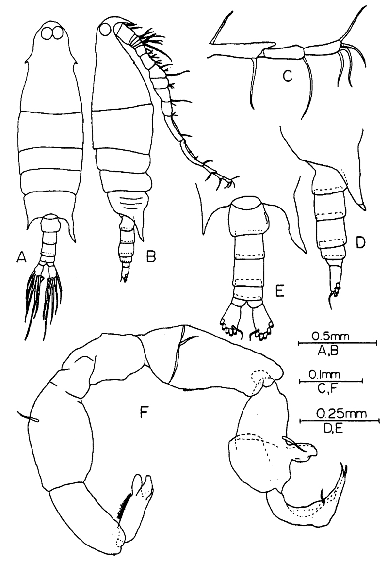 Species Labidocera minuta - Plate 13 of morphological figures