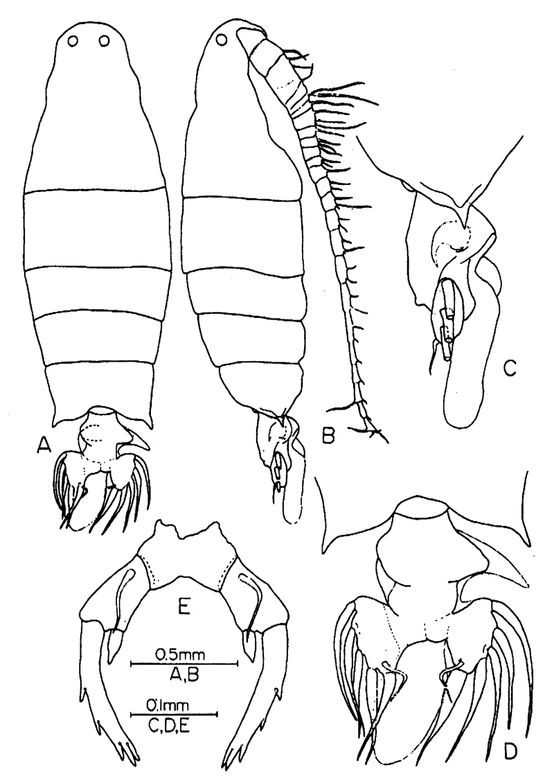 Espèce Labidocera pavo - Planche 12 de figures morphologiques