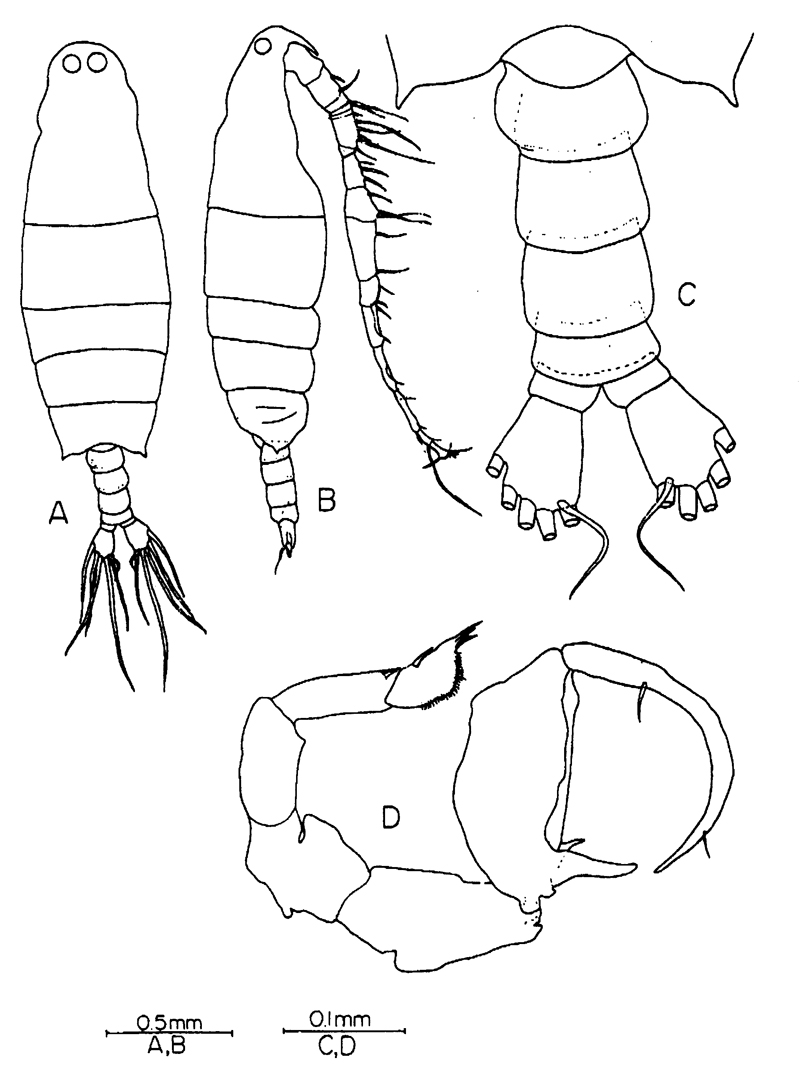 Espce Labidocera pavo - Planche 13 de figures morphologiques