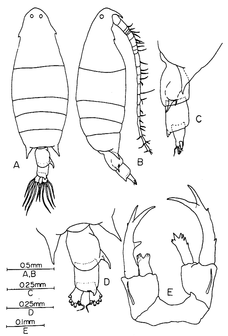 Species Labidocera pectinata - Plate 12 of morphological figures