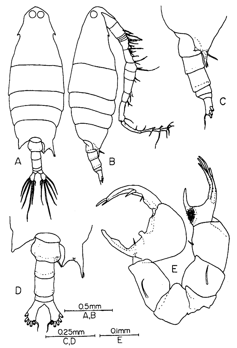 Espce Labidocera pectinata - Planche 13 de figures morphologiques