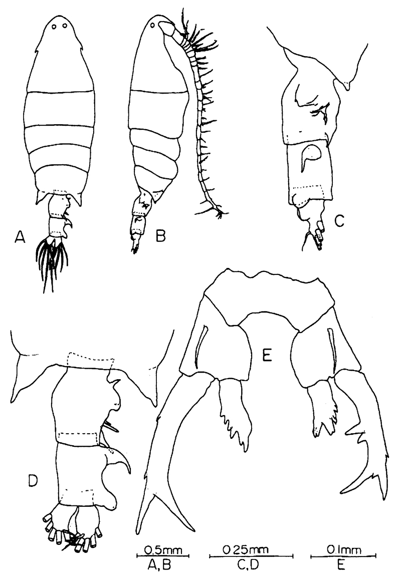 Espèce Labidocera rotunda - Planche 11 de figures morphologiques
