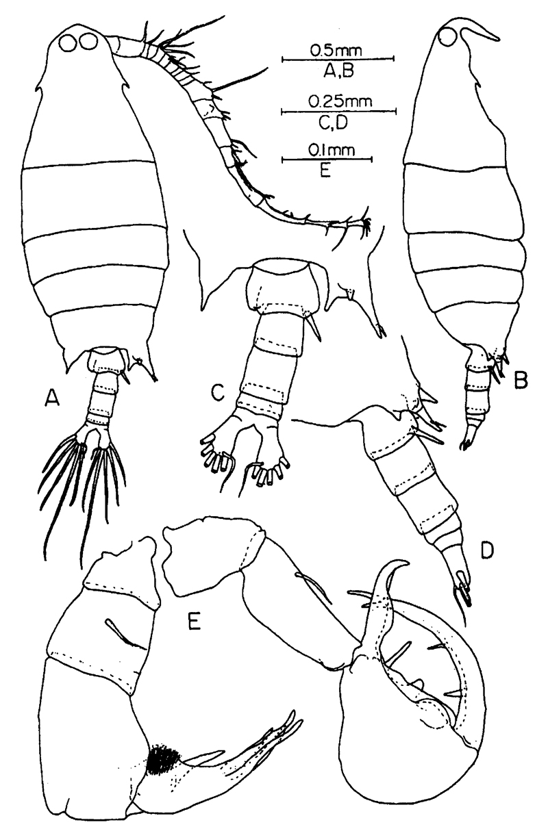 Espèce Labidocera rotunda - Planche 12 de figures morphologiques