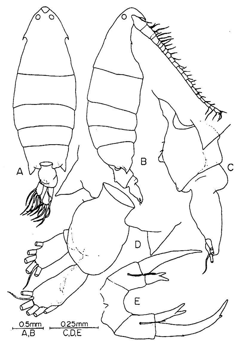 Species Pontella danae - Plate 8 of morphological figures