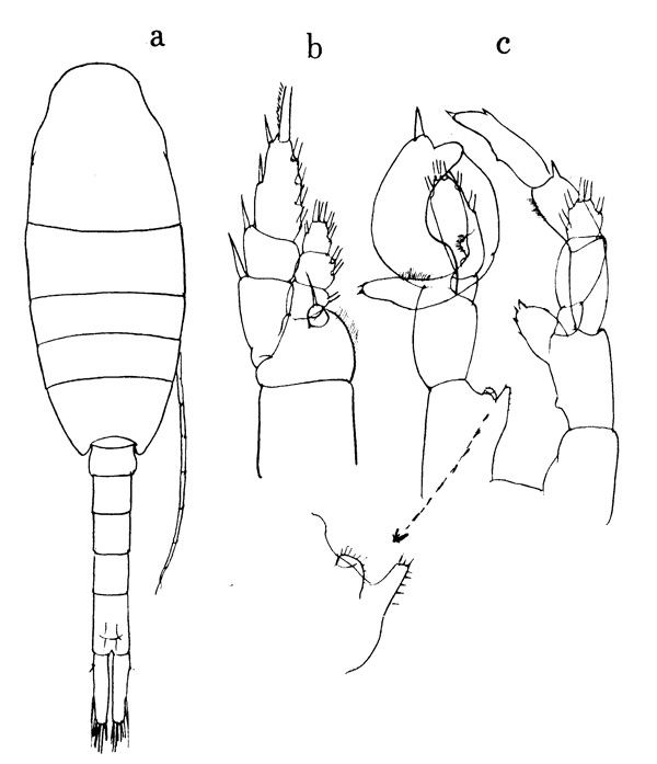 Species Lucicutia lucida - Plate 1 of morphological figures