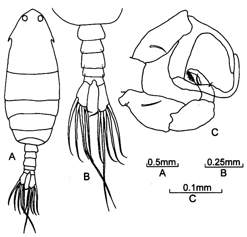 Espèce Ivellopsis elephas - Planche 7 de figures morphologiques