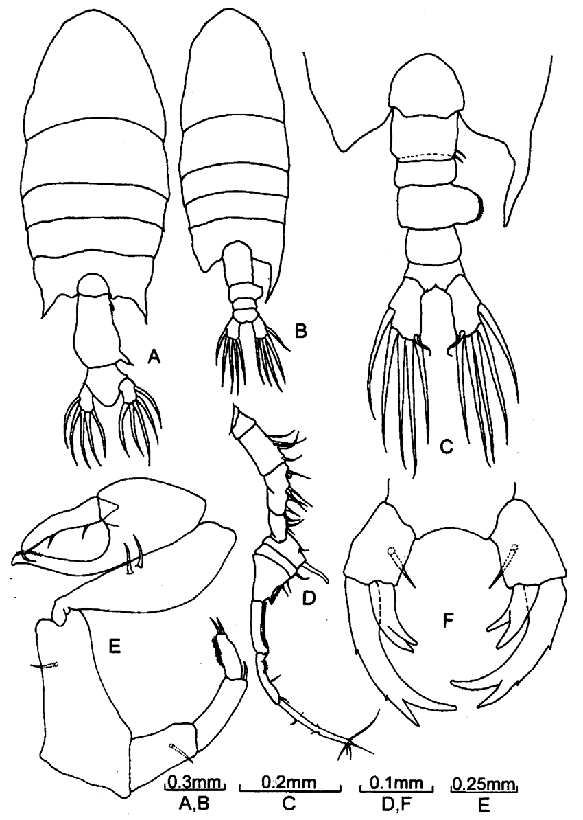 Species Pontellopsis herdmani - Plate 5 of morphological figures
