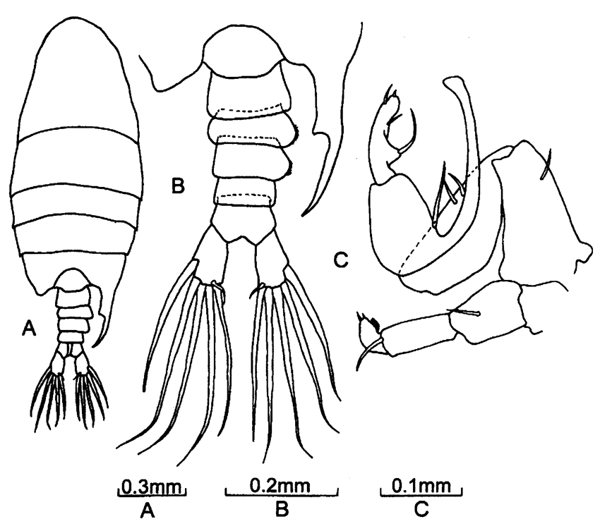 Espce Pontellopsis inflatodigitata - Planche 3 de figures morphologiques