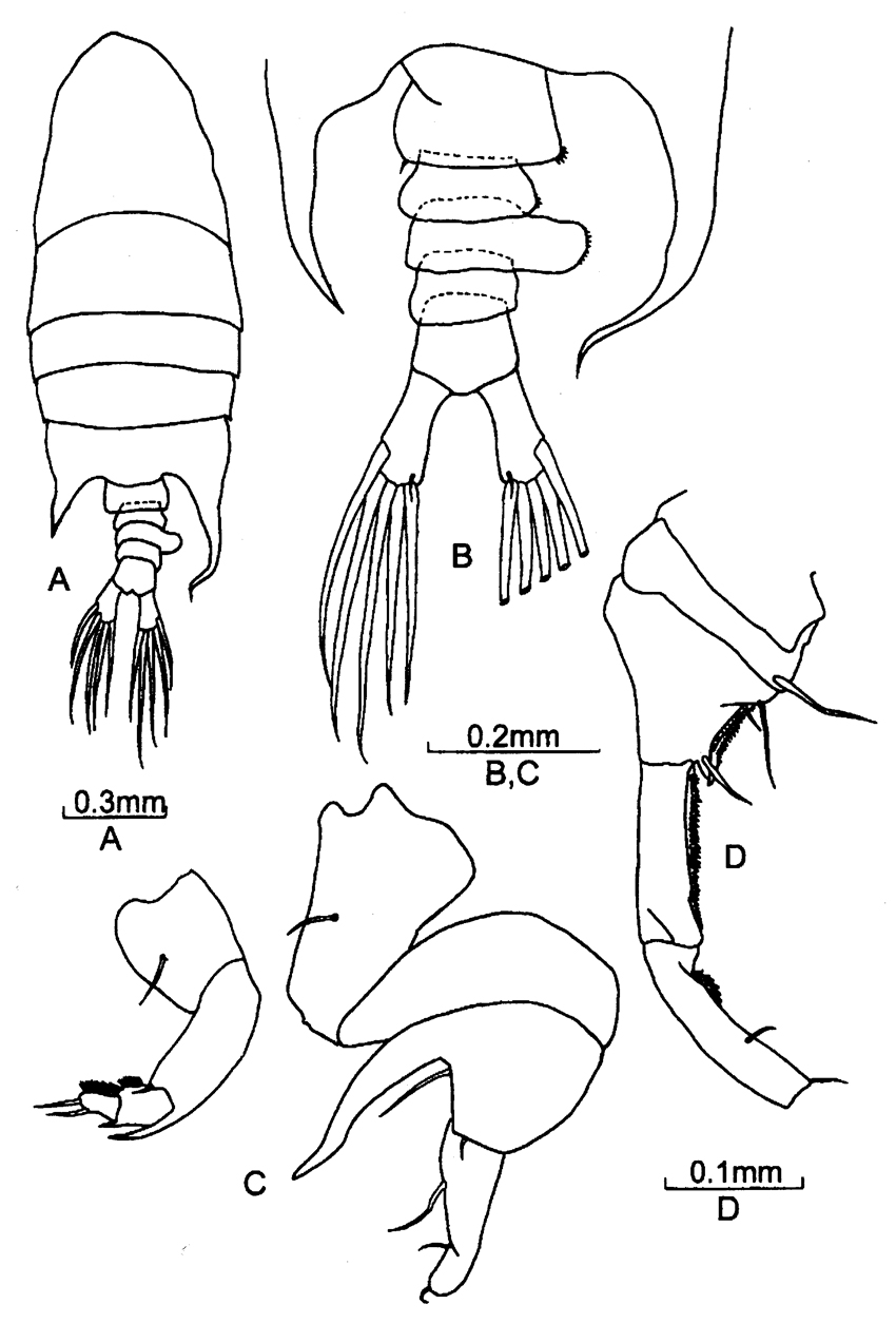 Espce Pontellopsis regalis - Planche 14 de figures morphologiques
