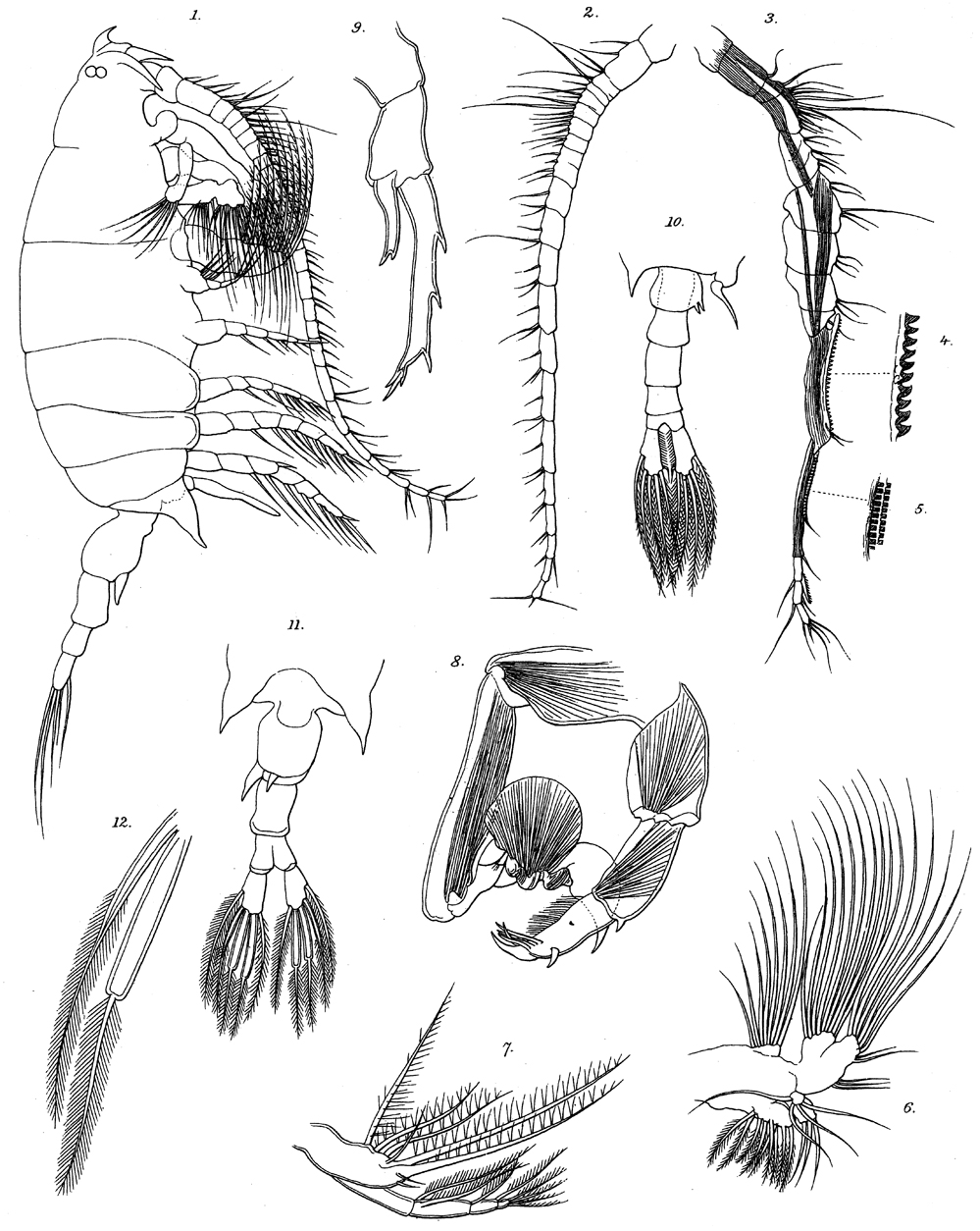Species Labidocera acuta - Plate 26 of morphological figures