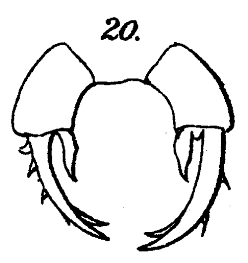 Species Labidocera detruncata - Plate 16 of morphological figures
