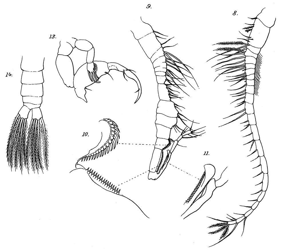 Species Labidocera detruncata - Plate 17 of morphological figures