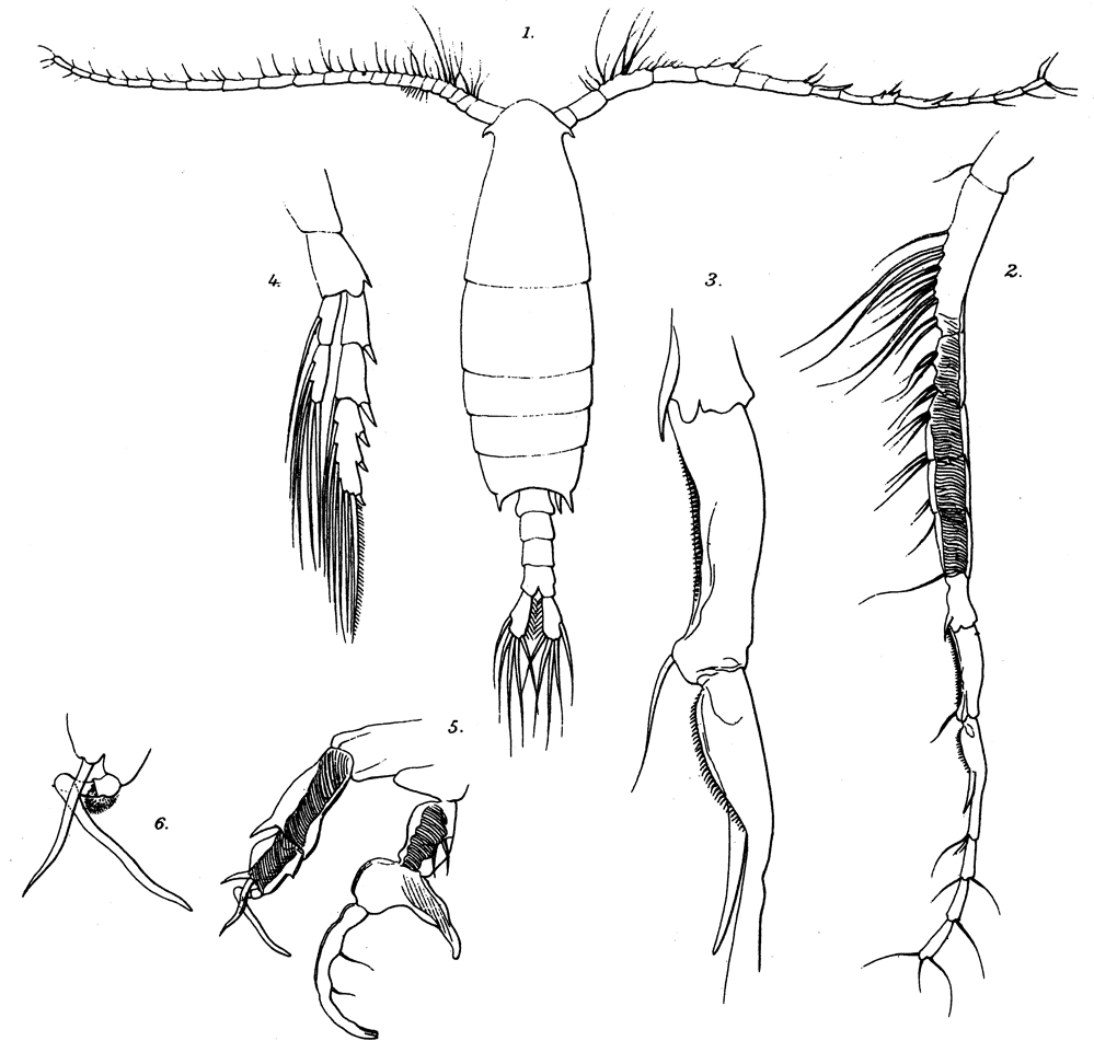 Espce Labidocera laevidentata - Planche 5 de figures morphologiques