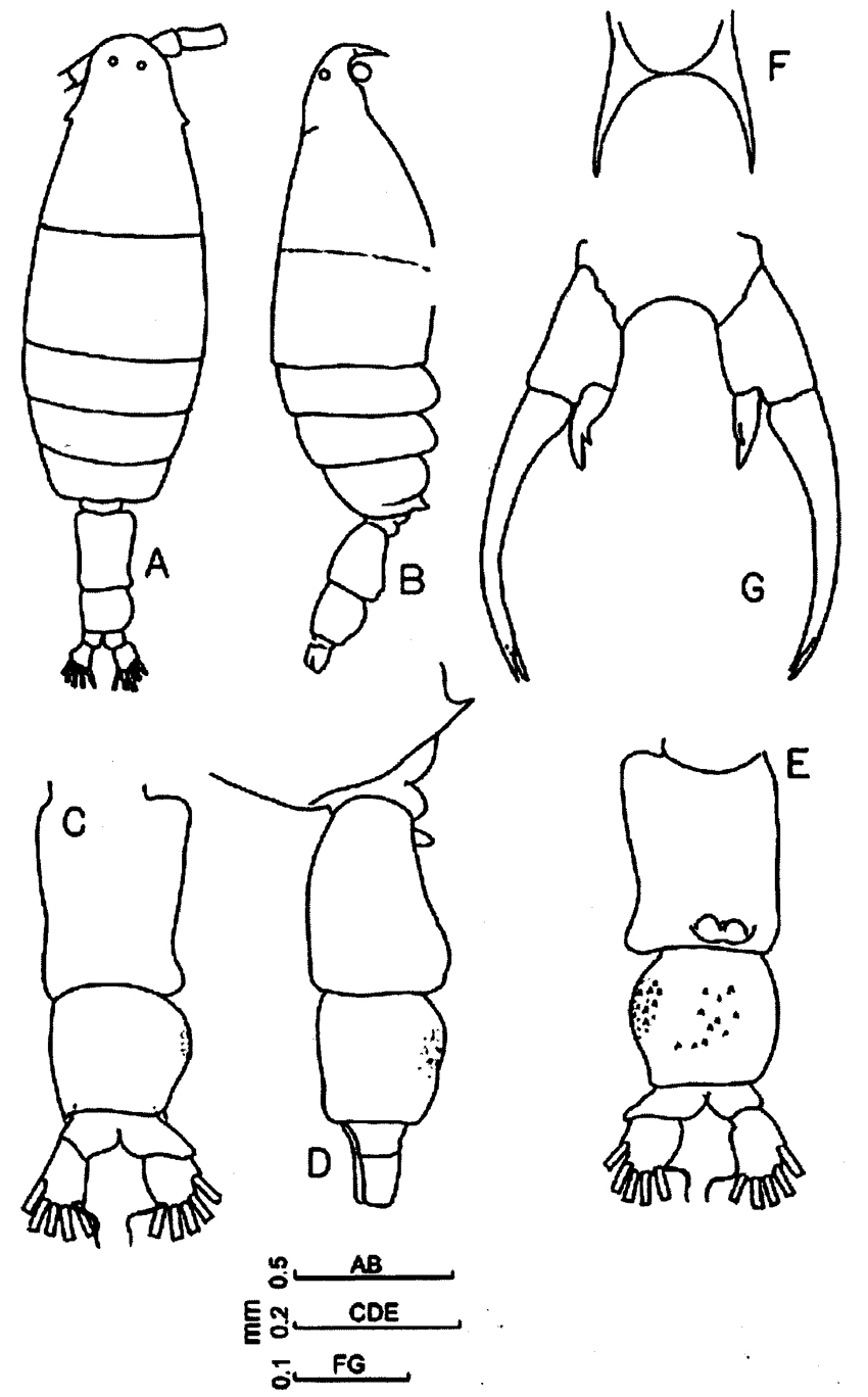 Espce Labidocera minuta - Planche 14 de figures morphologiques