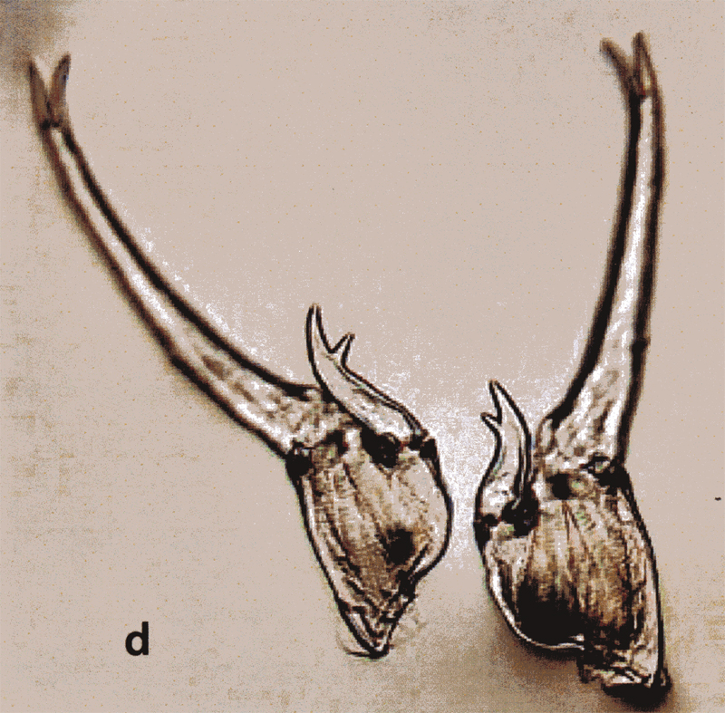 Species Labidocera minuta - Plate 15 of morphological figures