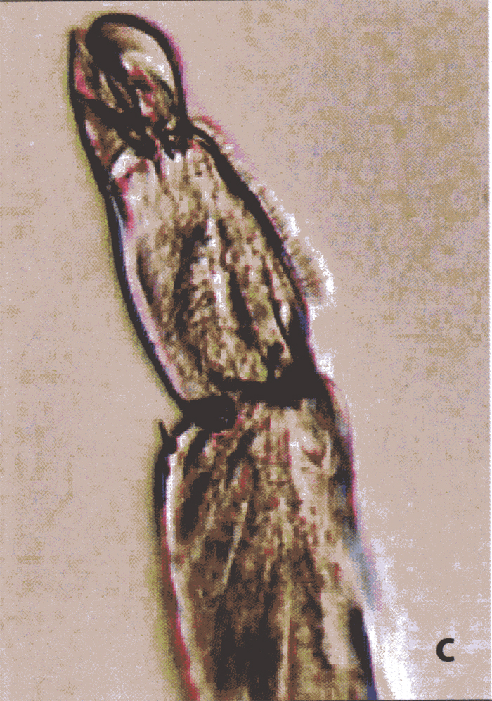 Species Labidocera minuta - Plate 16 of morphological figures