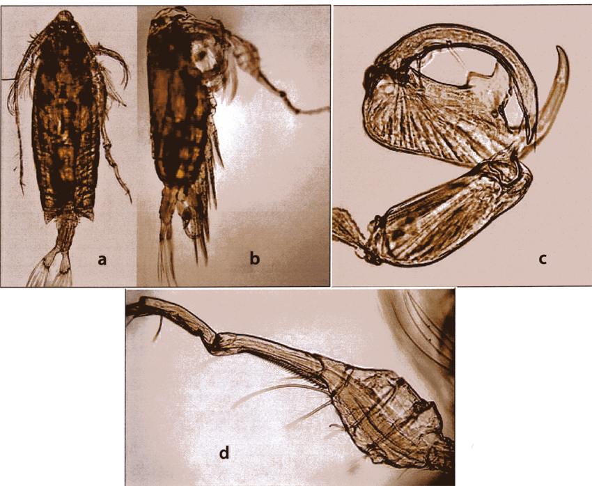 Species Pontella investigatoris - Plate 6 of morphological figures