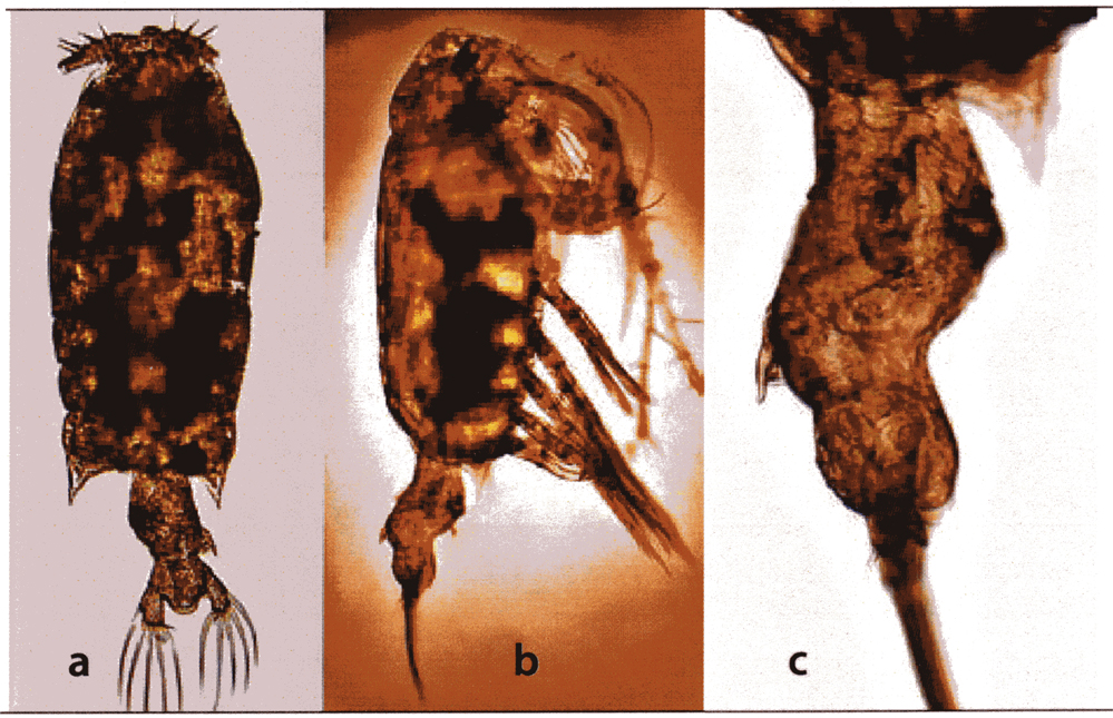 Espce Pontellopsis herdmani - Planche 6 de figures morphologiques