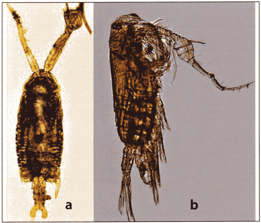 Espce Pontellopsis herdmani - Planche 7 de figures morphologiques