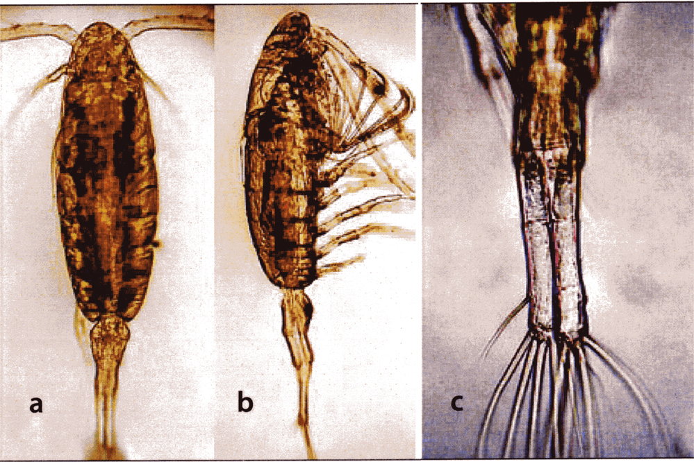 Espèce Acartiella faoensis - Planche 7 de figures morphologiques