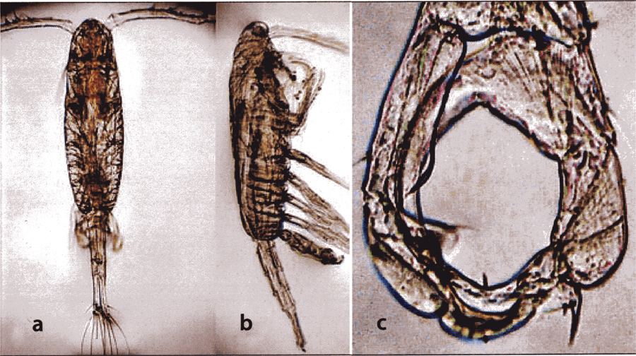 Species Acartiella faoensis - Plate 8 of morphological figures