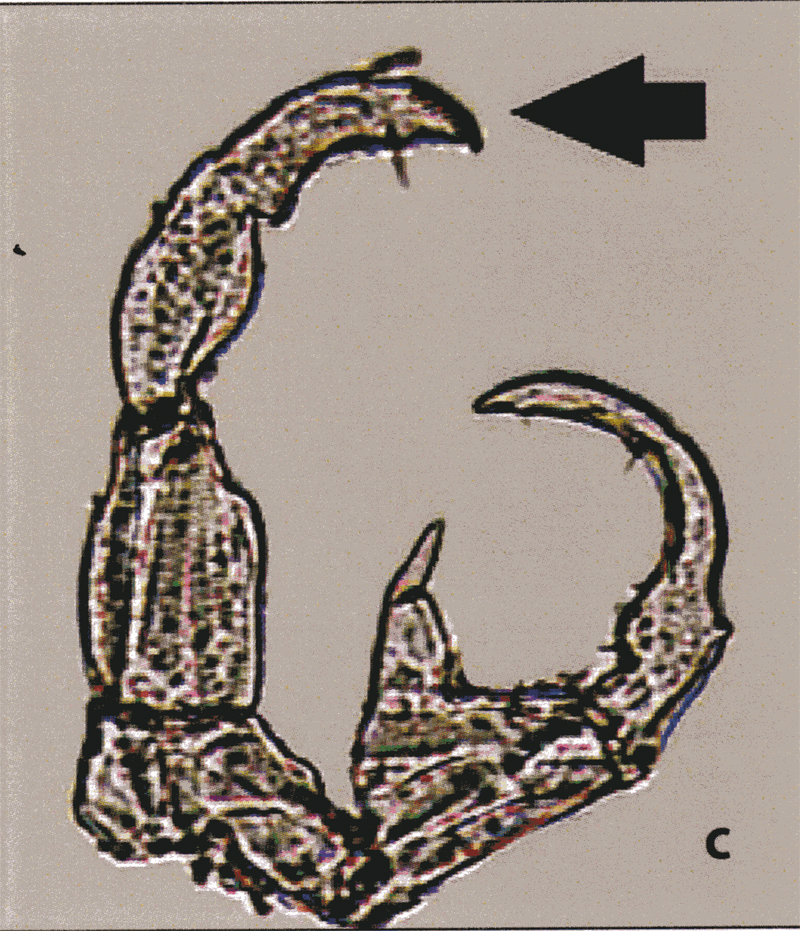 Species Tortanus (Tortanus) barbatus - Plate 7 of morphological figures
