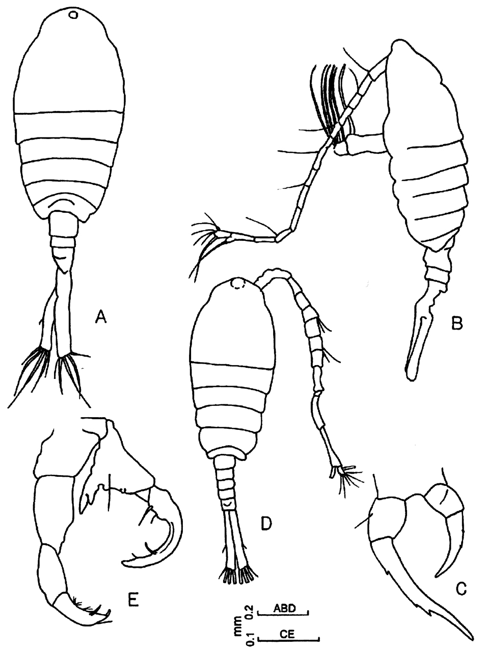 Species Tortanus (Tortanus) forcipatus - Plate 9 of morphological figures