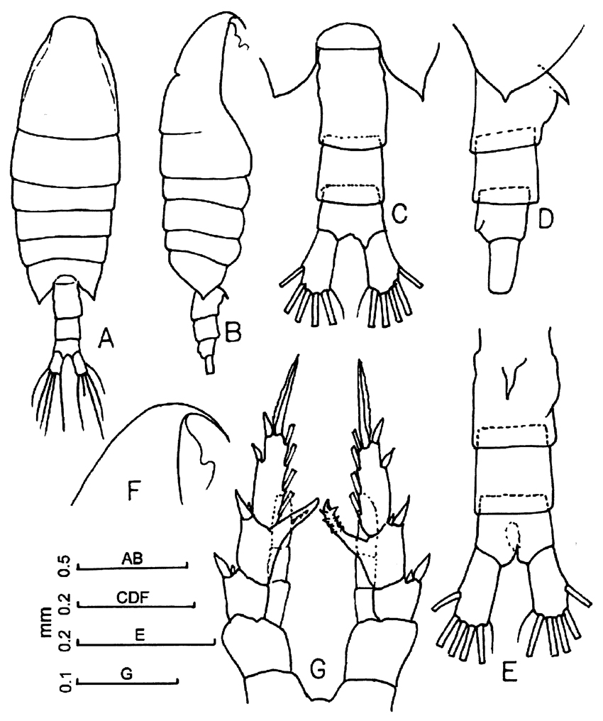 Espce Centropages orsinii - Planche 7 de figures morphologiques