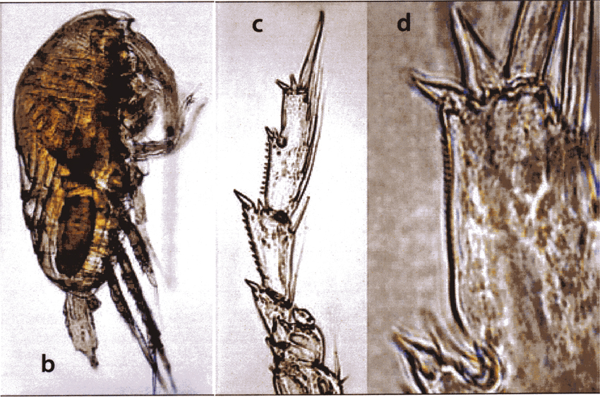 Species Acrocalanus longicornis - Plate 17 of morphological figures