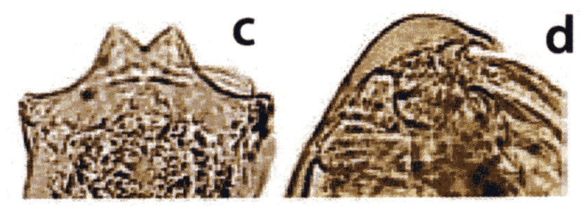 Espce Parvocalanus crassirostris - Planche 22 de figures morphologiques