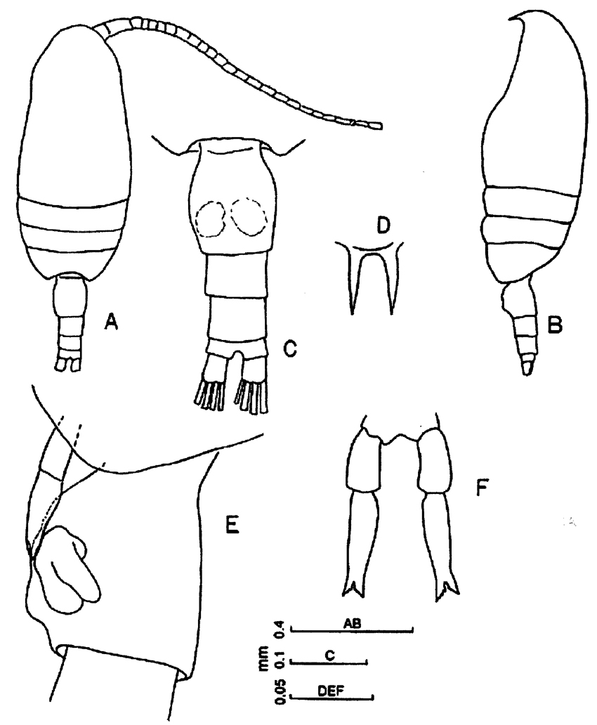 Species Triconia umerus - Plate 9 of morphological figures